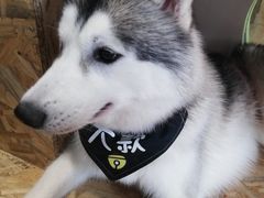 -Husky Go! 哈士奇体验馆·宠物咖啡厅狗咖