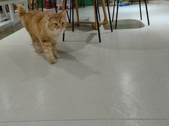 -藏猫猫咖啡主题馆(中央大道店)