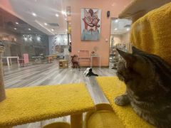 -BABIT巴比特宠物(MOMOPARK店)