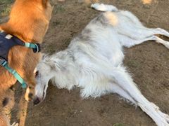 -爪吧宠物乐园 (温榆河示范区店)