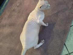 -嘉善路(地铁站)