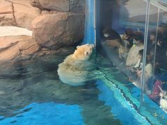 -海合安武汉极地海洋公园