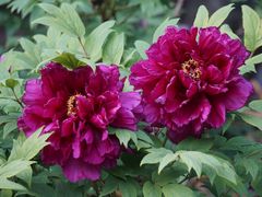 -国家植物园南园