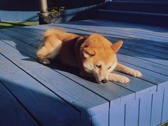 -莫内艺术岛海景咖啡