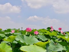 -荷塘月色湿地公园·向阳花洲