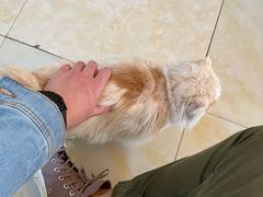 -啊马英豌豆粉