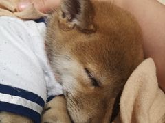 -逗柴咖啡屋·狗咖猫咖宠物桌游