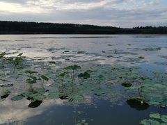 -丁香湖公园