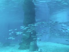 -北戴河圣蓝海洋公园