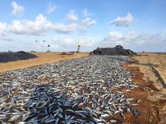 -尼甘布海鲜市场