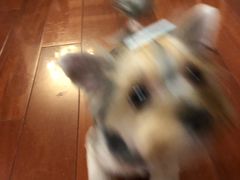 -momokira米努特·德文卷毛猫·棉花面纱犬