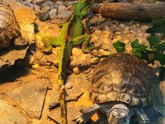 -上海大自然野生昆虫馆