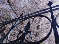 -嘉定紫藤园