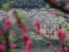 -南国桃园旅游度假区