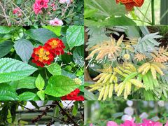 -国家植物园南园