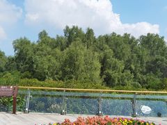 -大亚湾红树林城市湿地公园