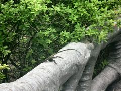 -重庆云阳龙缸景区