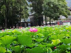 -四川大学(望江校区)