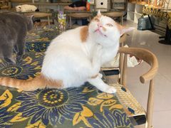 -平行世界·猫咖(首经贸店)