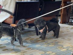 -上海崇明金茂凯悦酒店