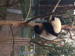 iphone_upload_pic-成都大熊猫繁育研究基地