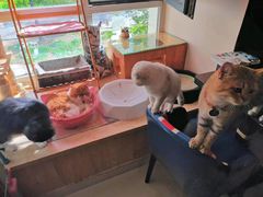 -名猫咖啡馆·撸猫·拼豆