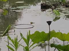 -新江湾城公园