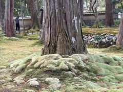 -西芳寺(苔寺)