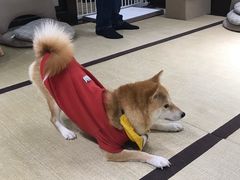 -逗柴咖啡屋·狗咖猫咖宠物桌游
