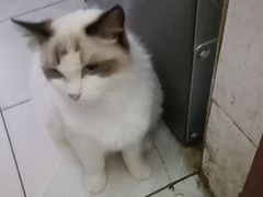 -瑞鹏宠物医院·骨科·猫科·内科(第一中心)
