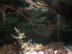 -暹罗海洋世界