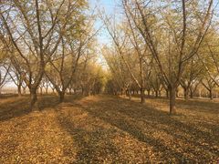 -黄海国家森林公园