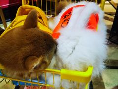 -猫色咖啡·猫咖