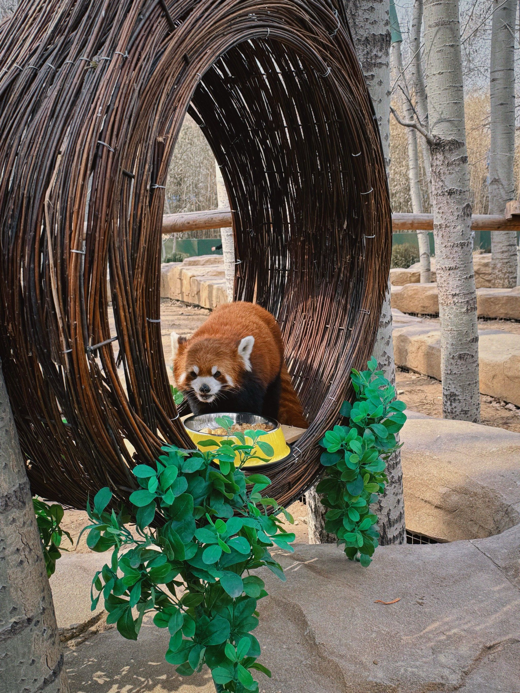 小熊猫的咖啡屋