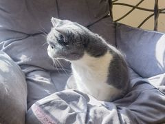-滚猫咖啡·猫咖·猫友好撸猫(未来城店)