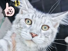 -十年猫舍·猫咪专门店(普陀店)