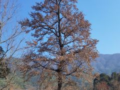-塔川景区