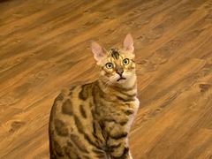-猫友咖啡店(玉林西路店)