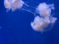 -福州罗源湾海洋世界旅游区