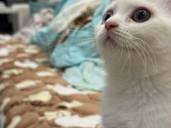 -瑞派动物医院·猫专科·至诚(江南中分院)