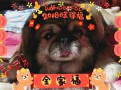 -瑞派福兴宠物医院犬猫全科·骨科·中西医结合(河东店)