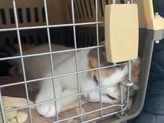 -纳吉亚猫专科动物诊疗中心(蒋宅口分院)