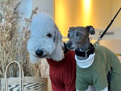 -Dinoo 片场咖啡(酒仙桥店)