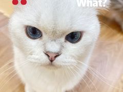 -COLOR PETS 撸猫馆·购猫·猫咖(长风大悦城店)