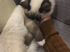 -吉丁鸟咖·异宠·寄养