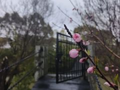 -南汇桃花村