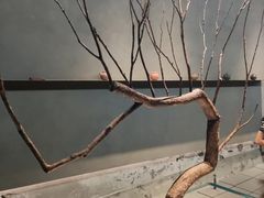 -喜茶(深圳万象城黑金店)