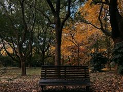 -上海共青森林公园