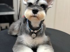 -小尾巴宠物店(万科·金域华庭店)