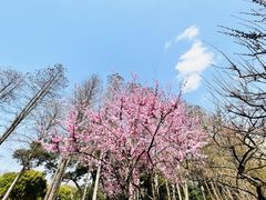 -红梅公园
